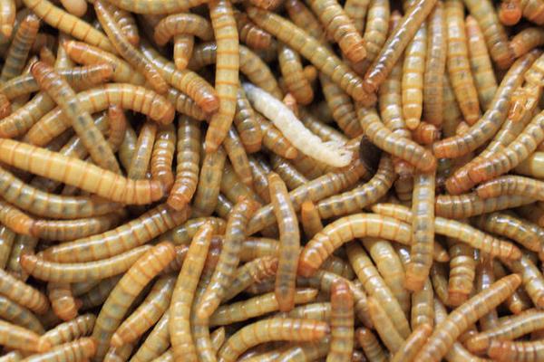 larva de farinha para fazer peixe em pó