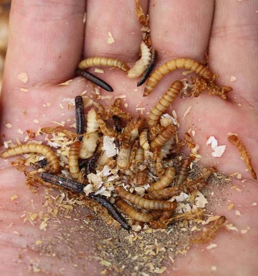 mealworm for sorting