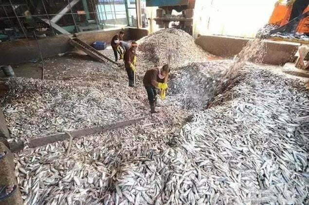 planta de processamento de farinha de peixe do cliente