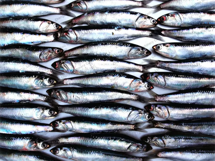 anchoveta quota